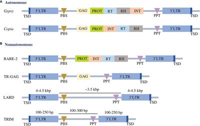 PlantLTRdb: An interactive database for 195 plant species LTR-retrotransposons